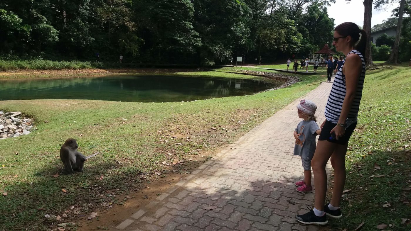 things to do with kids in Singapore-macRitchie reservoir