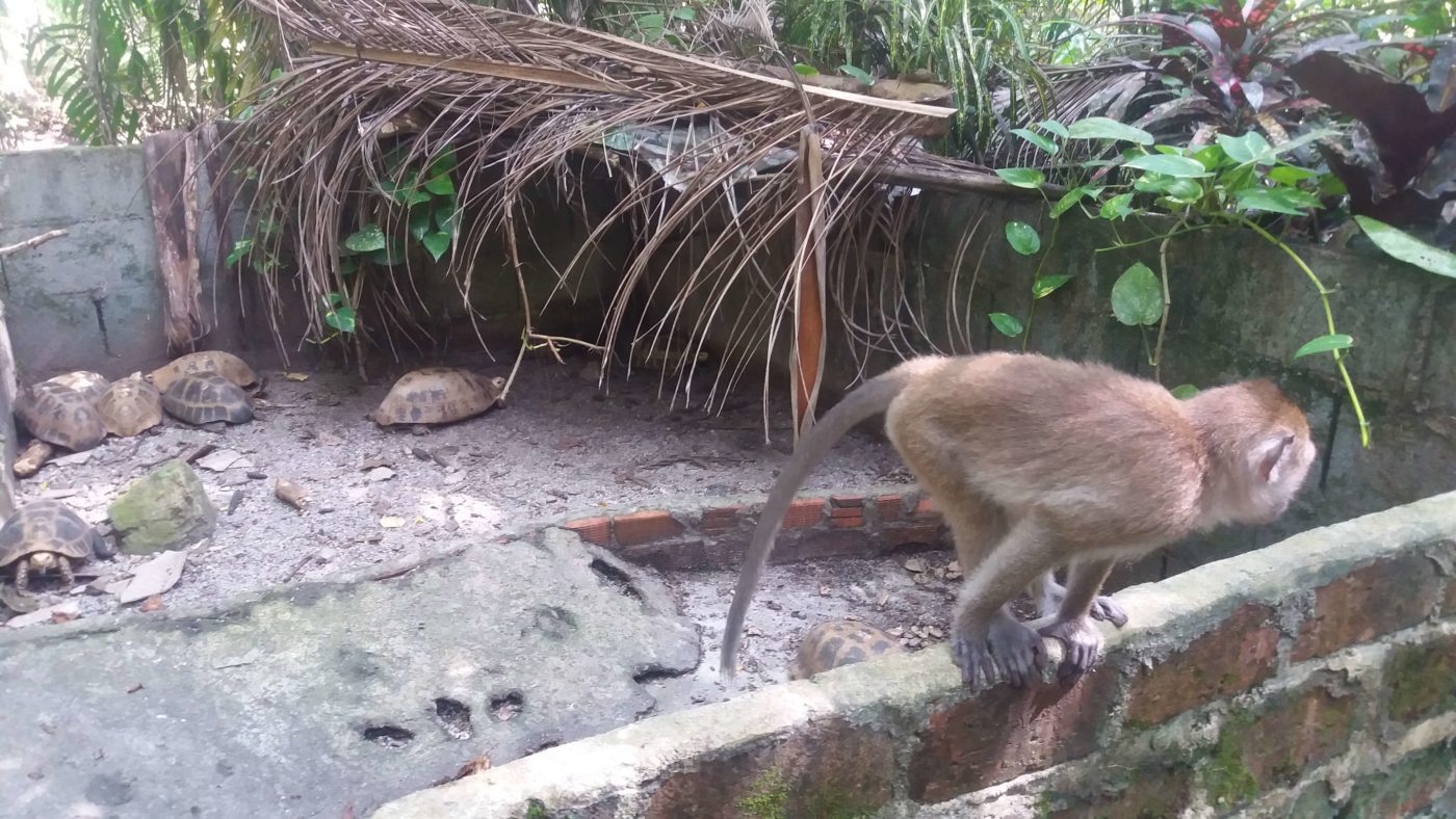 Monkey & tortoises, giant catfish farm, Krabi Province, Thailand