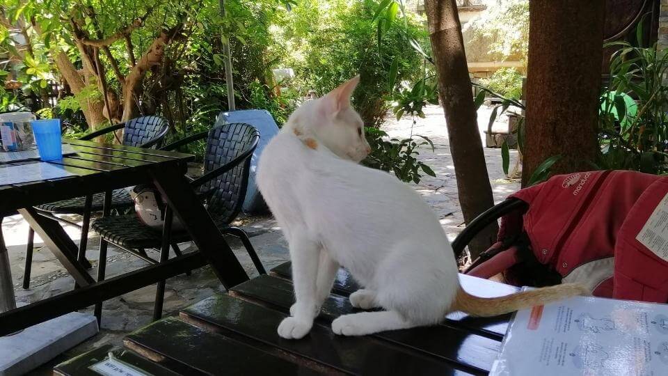 Things to do in Hoi An with kids-Jack's cat cafe-cat on table