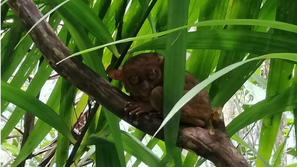 Things to do in Bohol with kids - Philippine Tarsier Conservatory