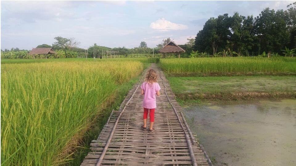 Things to do with kids in Chiang Mai -Ginger Farm Chiang Mai-Rice Fields-Ayla
