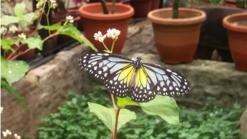 Things to do in Penang with kids-Entopia butterfly farm