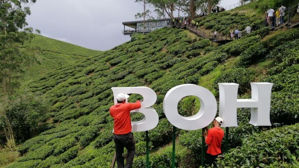 Things to do in the Cameron Highlands-Visit a tea plantation-Boh Tea