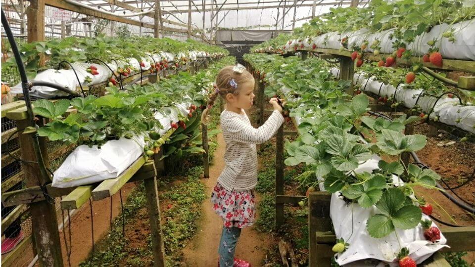 Things to do in the Cameron Highlands-visit a strawberry farm-Ayla picking strawberries