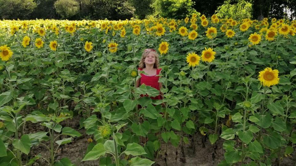 Living in rural France-Ayla in sunflower field