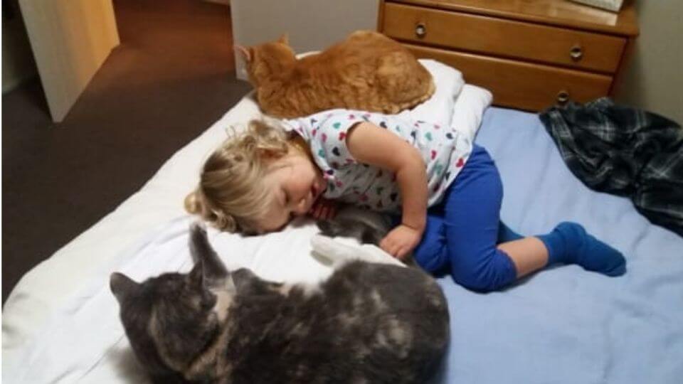 Trusted House Sitters Review-2 year old Ayla with our cats at home in New Zealand