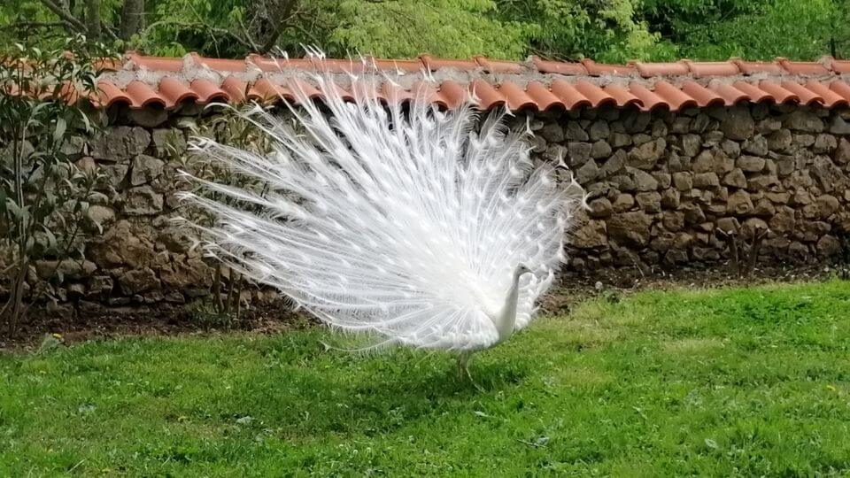Things to do in Ohrid-visit St. Naum monastery-white peacock