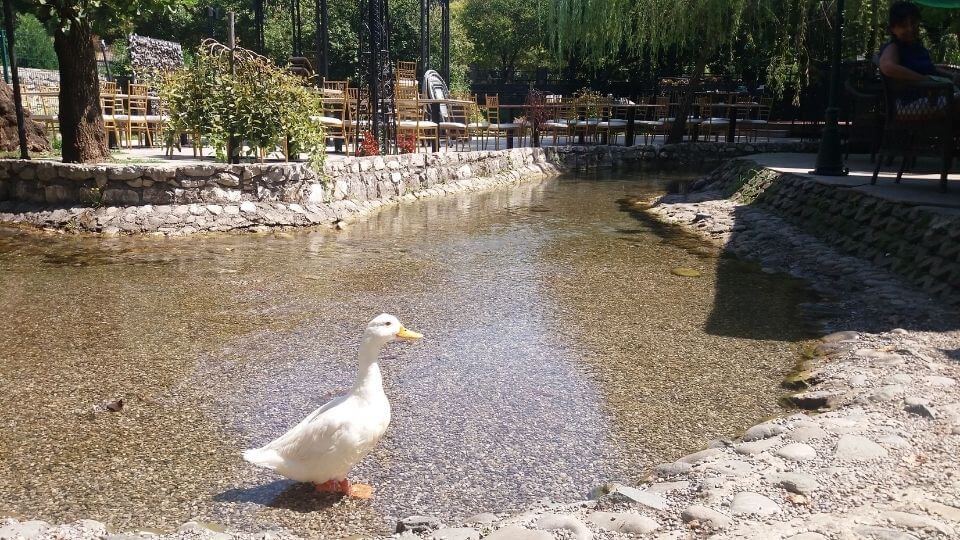 Things to do in Podgorica-dine at Imanje Knjaz-goose in stream