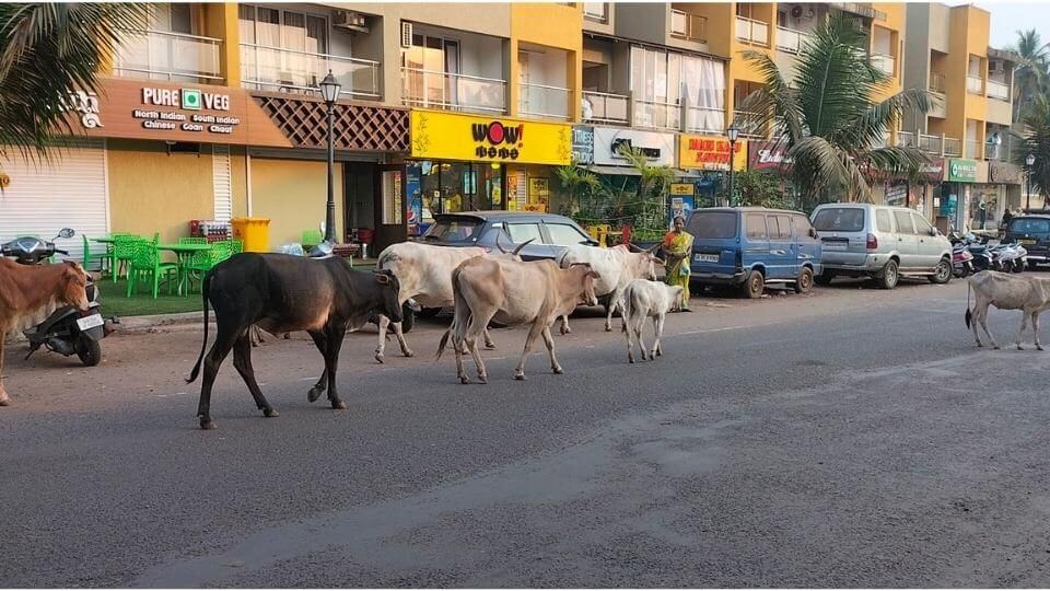 You'll see cows walking the streets everywhere in North Goa.