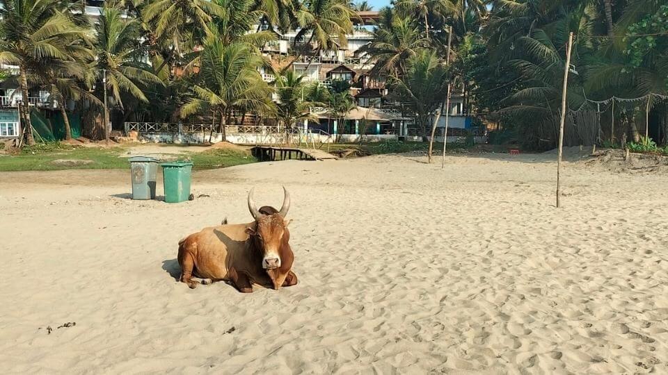 A cow on Ozran beach, a common site at North Goa beaches.
