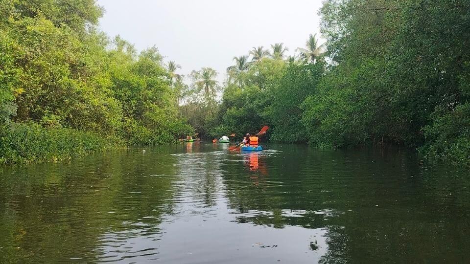 Go kayaking through the mangroves if you're looking for the best things to do in North Goa.