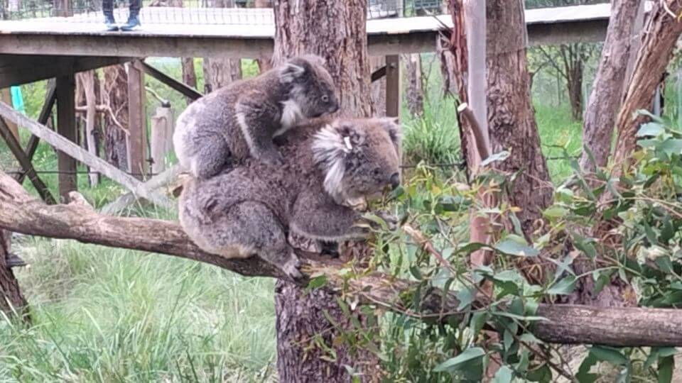 A baby koala rides on it's mum's back at the Koala Conservation Reserve on Phillip Island.
