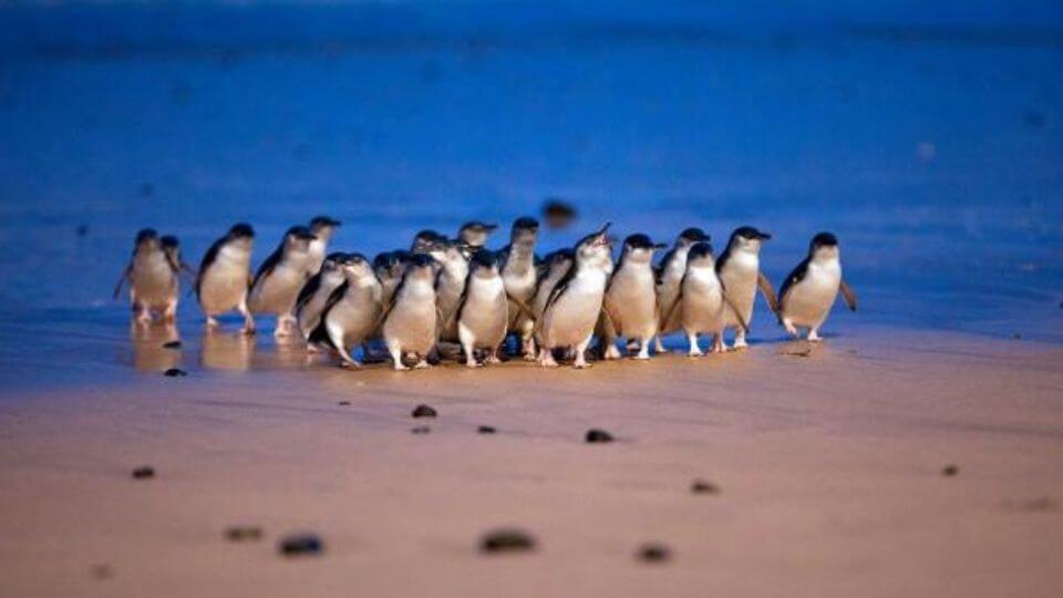 A group of penguins moves up the beach on Phillip Island, heading back to their home for the evening.
