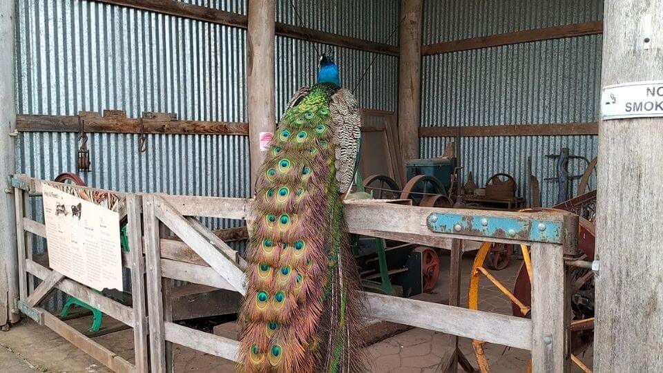 A peacock at Churchill Island, a small island connected by road to Phillip Island and a haven for many animals.