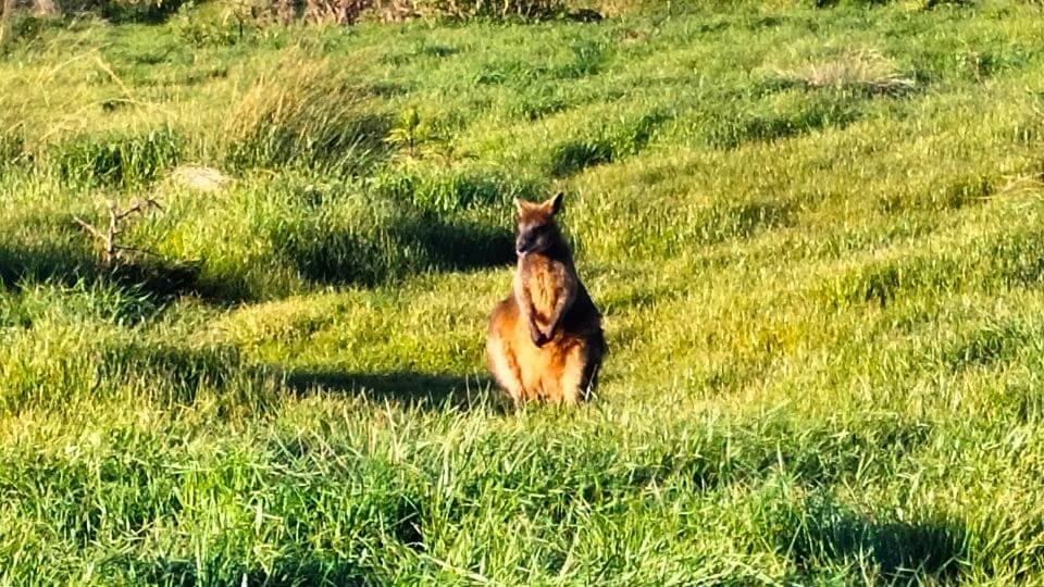 A wallaby at the Nobbies in Summerlands, Phillip Island, a haven for various wildlife.