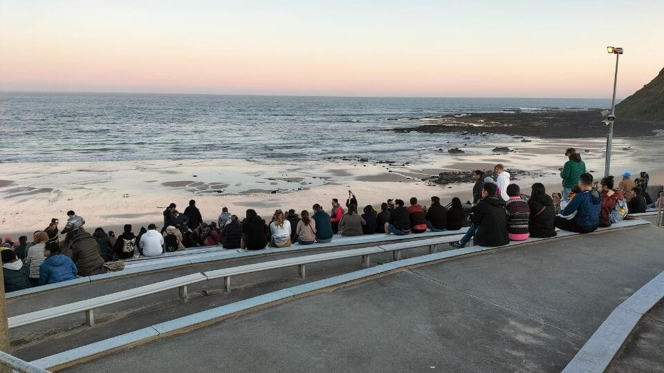 People wait at the Penguin Parade on Phillip Island at dusk, part of the Phillip Island Nature Parks 4 Park Pass.