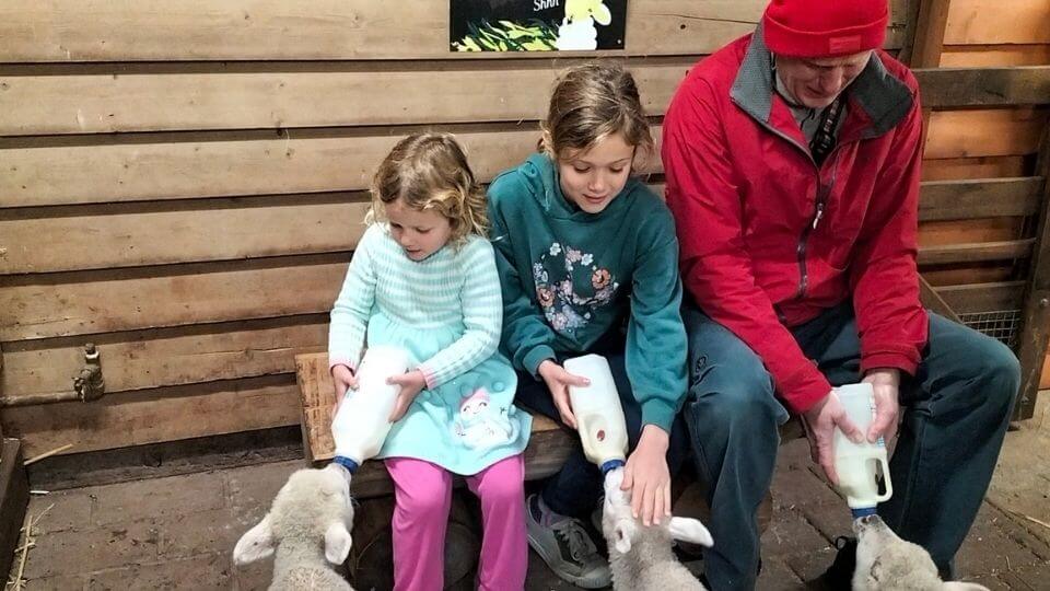 Visiting Churchill Island is one of the fantastic things to do in Phillip Island, and we were lucky enough to feed the baby lambs.
