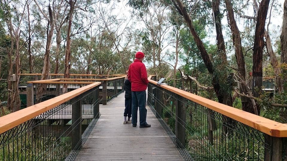 Walking the boardwalks for koala viewing at the Koala Conservation Reserve on Phillip Island in Victoria.