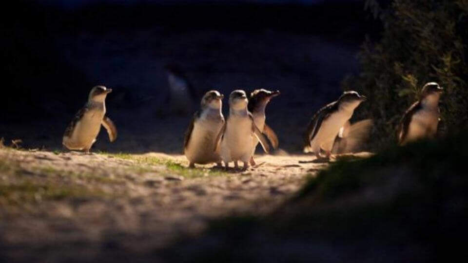 Watch the penguins at the Penguin Parade return to their Phillip Island home each evening.