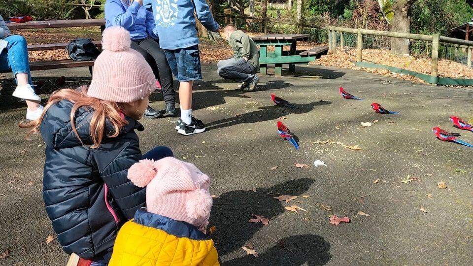 Ayla and Romy feed the Crimson Rosella's birdseed at Emerald Lake Park in the Dandenong Ranges