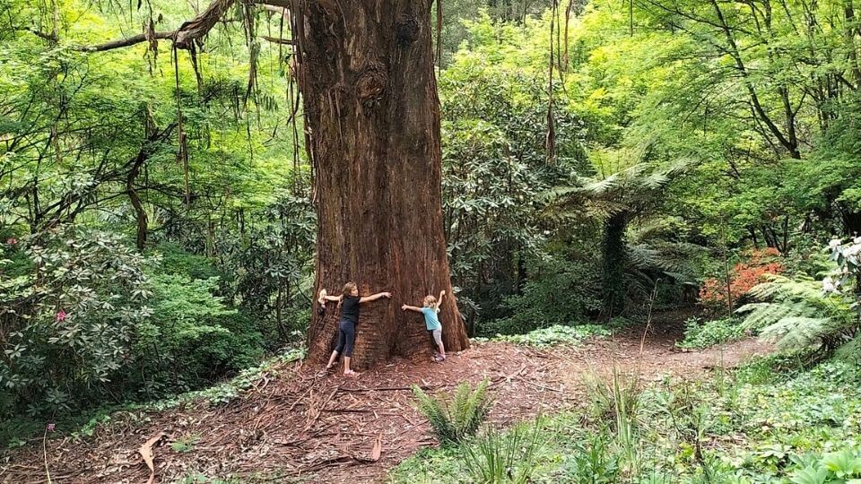 Ayla and Romy hug a massive tree in the Dandenong Ranges Botanical Garden, also called the National Rhododendron Garden