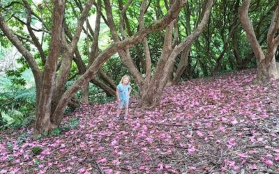 19 Family-Friendly things to do in the Dandenong ranges
