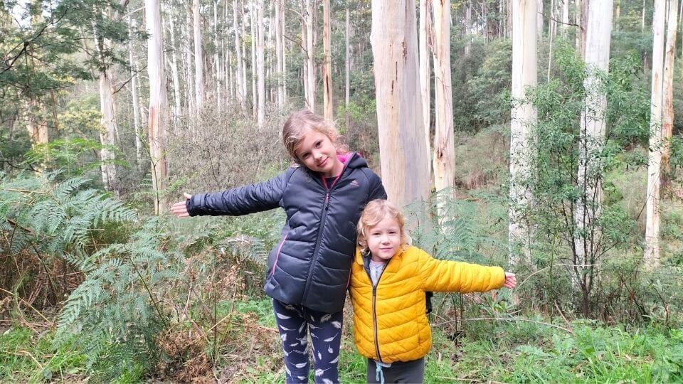 The Eastern Dandenong Ranges track is a fantastic hiking trail to do with kids, which you can split into sections if needed