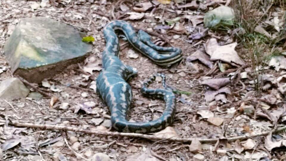 A diamond-backed python with an undigested meal lies in the middle of the Mount Woowoonga hiking trail.