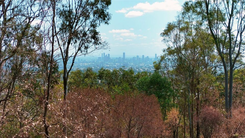 A distant view of Brisbane city and trees in the foreground, as seen from the top of Mount Gravatt.