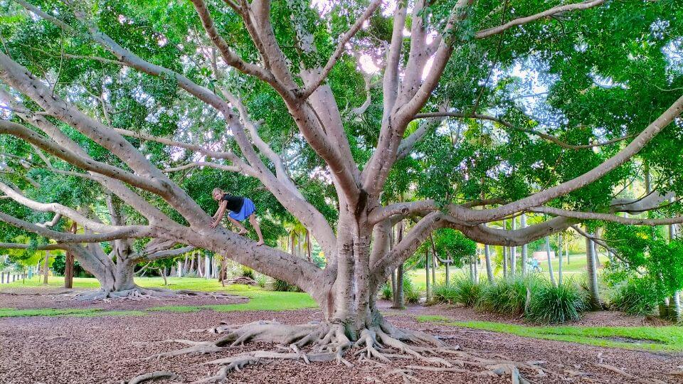 Ayla climbing a big tree at Underwood Park Priestdale in Logan City.