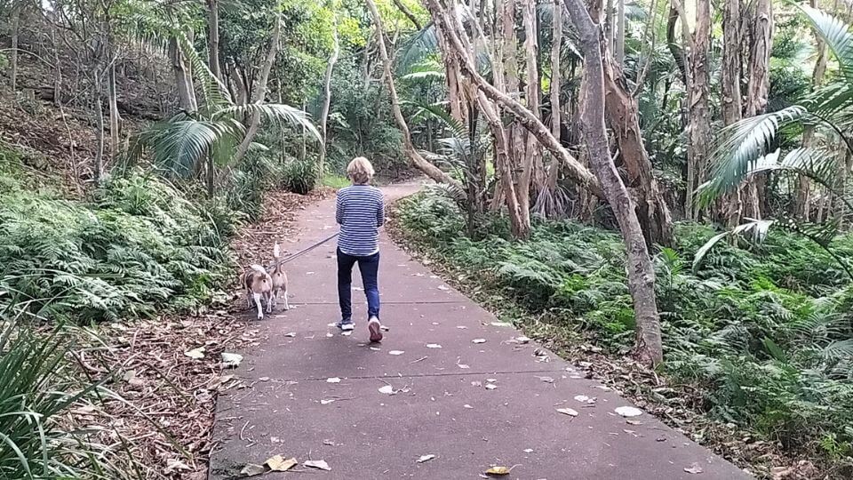 Nannie Annie walks the beagles along the Jack Gordon Pathway at Redland Bay.