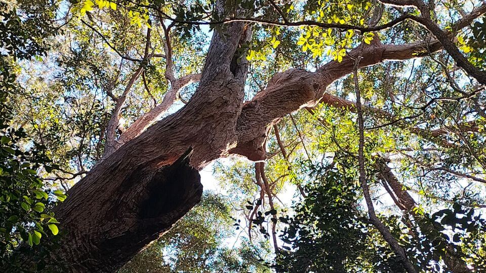 The Mount Woowoonga hiking trail has good tree coverage the whole way, making it doable on hotter days.