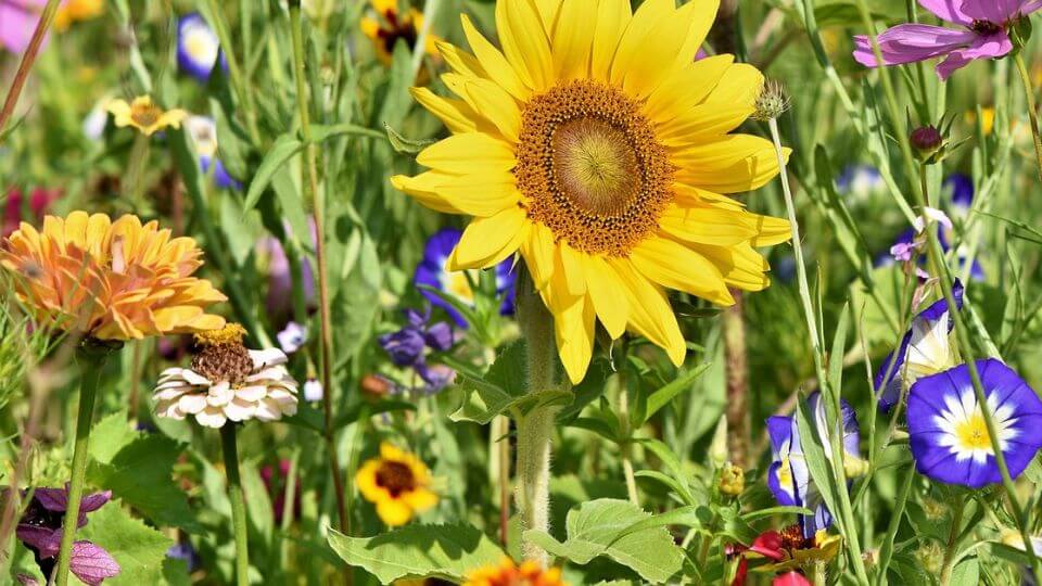 Bright and beautiful flowers bloom in the grasses, with a sunflower featured in the center.