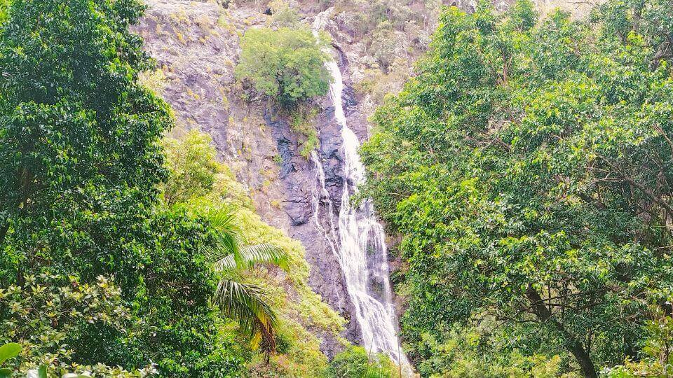The Kondalilla Falls and Picnic Creek Circuit is an excellent family-friendly hike in the Sunshine Coast Hinterland.
