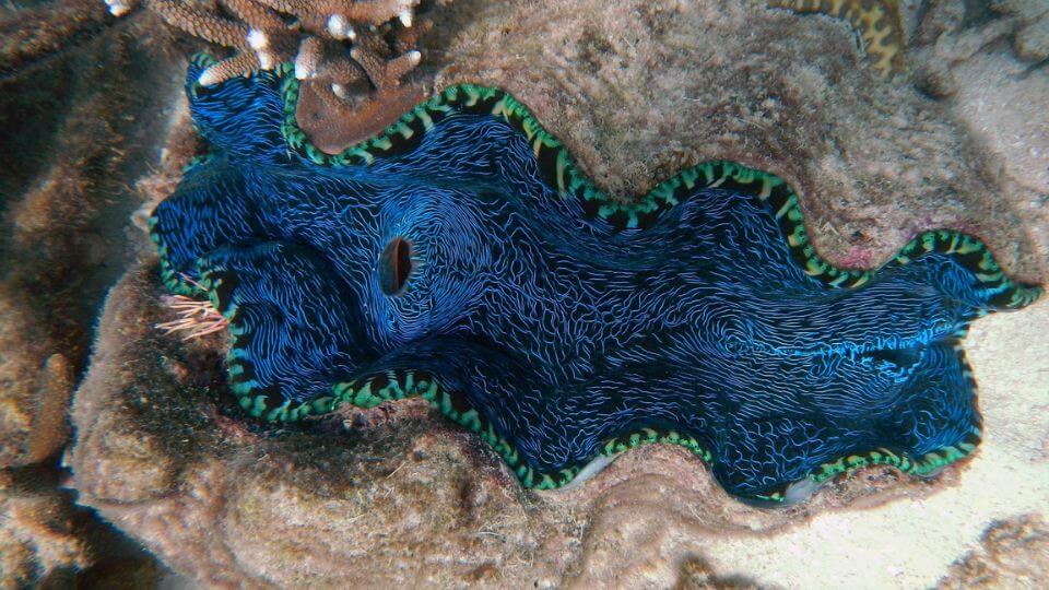 A bright blue ocean clam in the Great Barrier Reef.