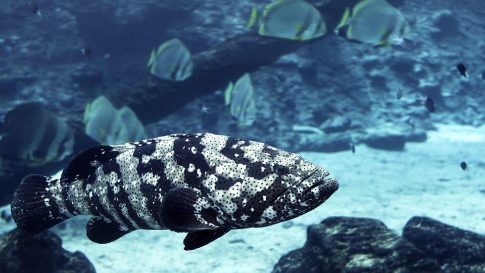 A cod and tropical fish in the background under the sea.