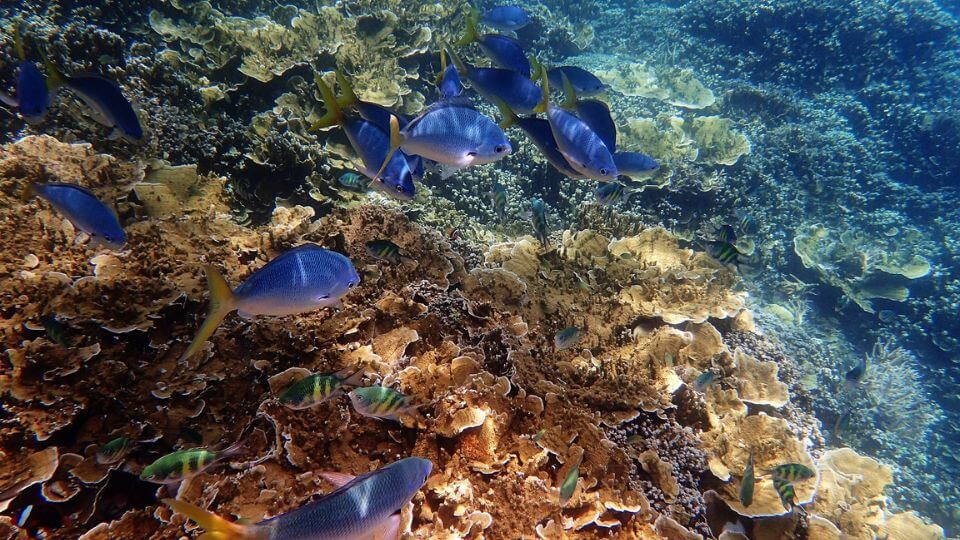 Bright blue tropical fish swim on the Great Barrier Reef.