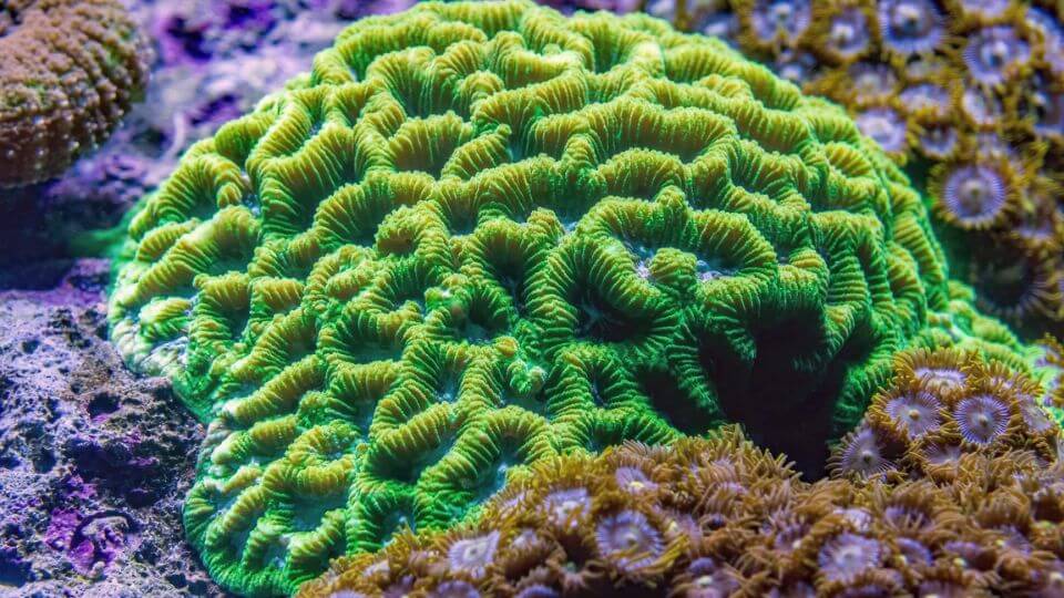 Bright green and purple coral.