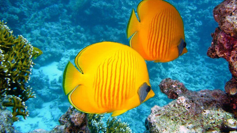 20 of the Best Great Barrier Reef Tours for Families