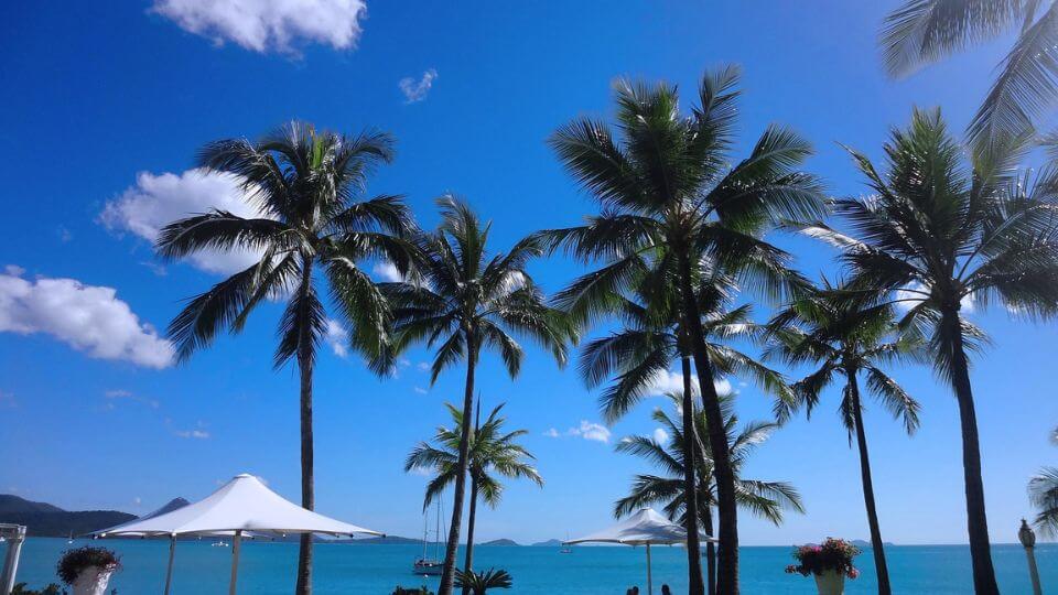 Palm trees on the coast at Airlie Beach on a stunning blue-sky day.