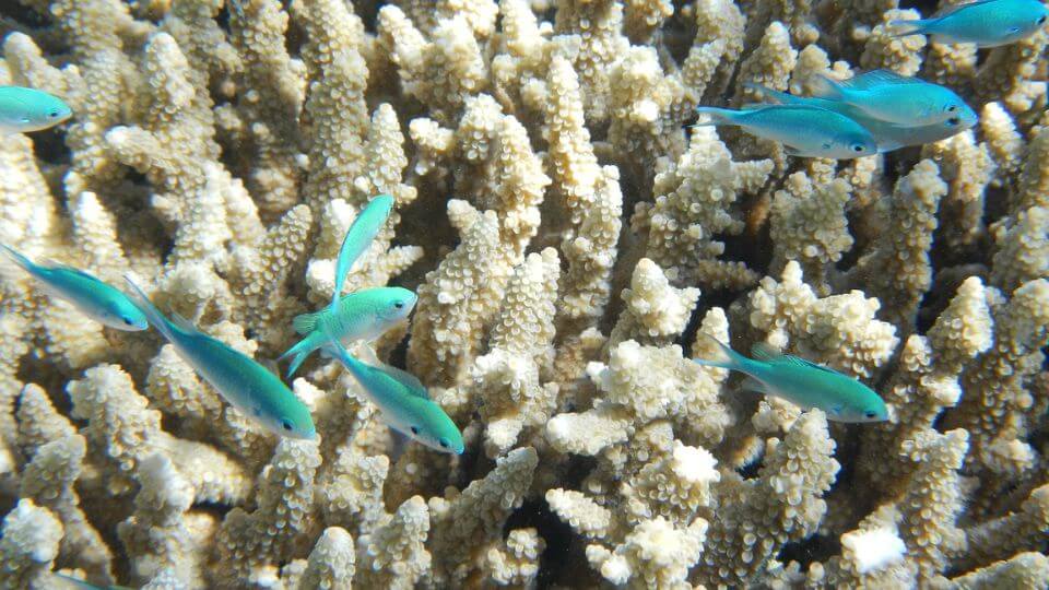 Small, turquoise colored fish swimming over coral.