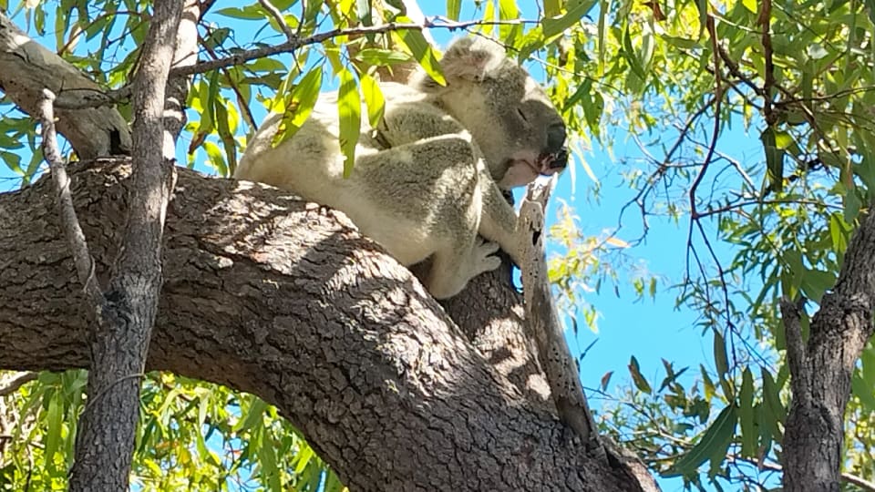 A koala asleep up a tree, photo taken on the Forts Walk on Magnetic Island.