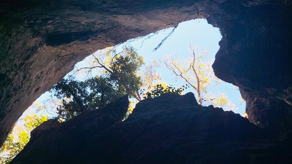A photo taken from inside the cave, looking up to the trees and sky on the Cathedral Cave Tour at the Capricorn Caves near Rockhampton.