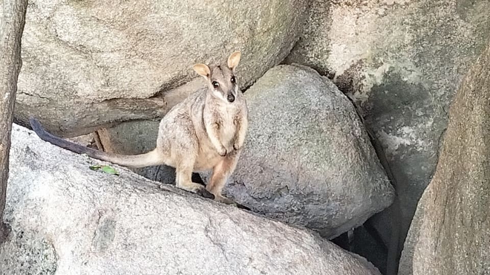 A wallaby at Wallaby Rock in Arcadia on Magnetic Island.