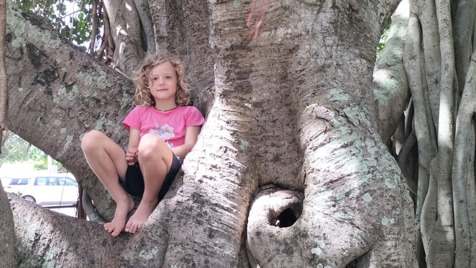 Romy sits in a tree at Freemason's Park Pallarenda.