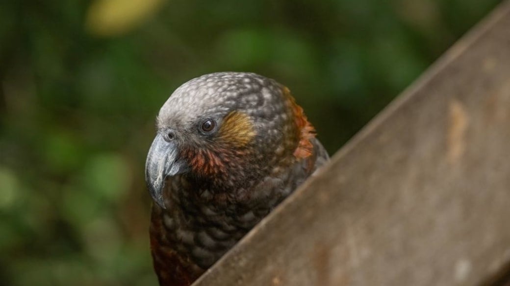 A close-up shot of a New Zealand Kākā perched outdoors.