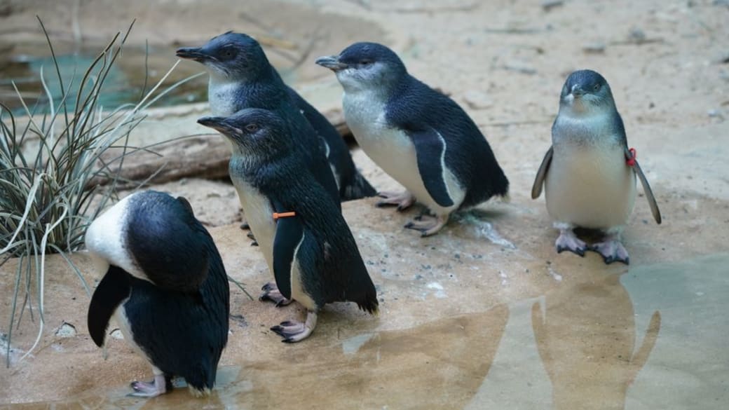 A group of little penguins stands together on a sandy shoreline next to a water puddle.