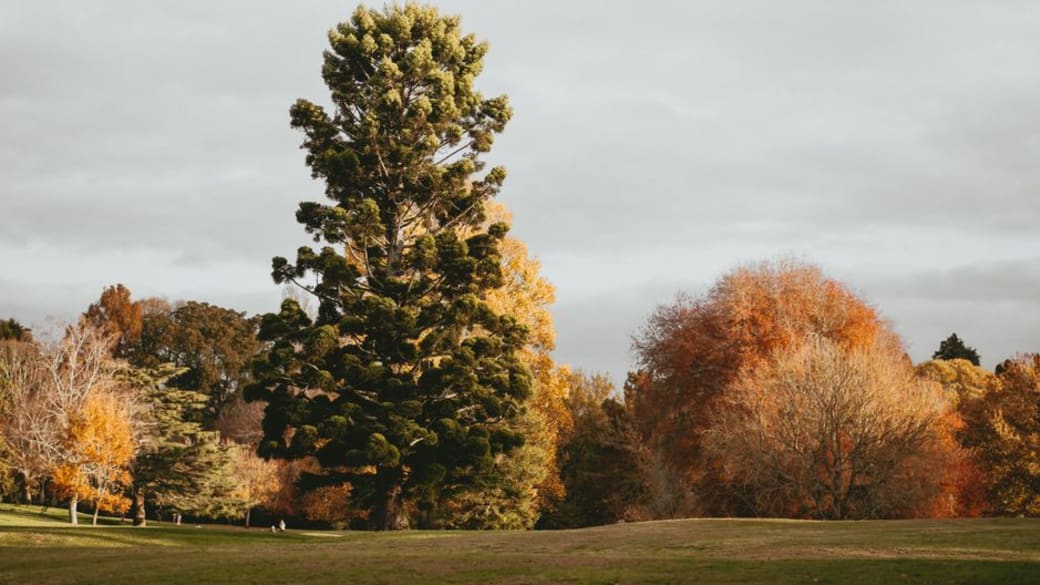 A serene fall landscape in Hamilton, New Zealand with vibrant foliage and towering trees.