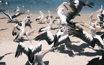 Family Activity Guide: Best Things to Do in Kalbarri