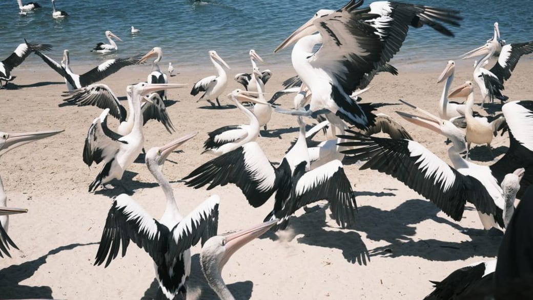 A vibrant scene of Australian pelicans on a sandy beach with clear blue water, perfect for nature enthusiasts.